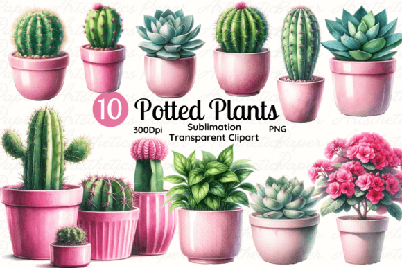 Potted Plant & Succulent Cactus Clipart