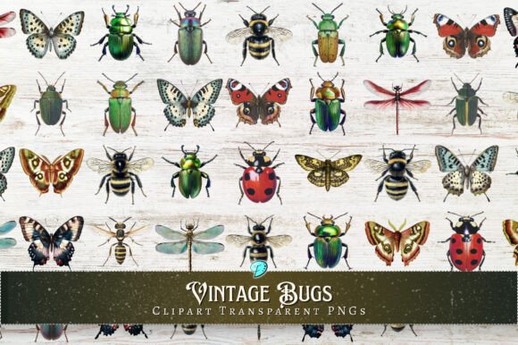 Vintage Bugs Clipart Transparent PNGs