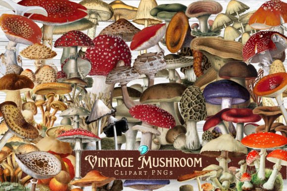 Vintage Mushroom Clipart for Creative Design Projects